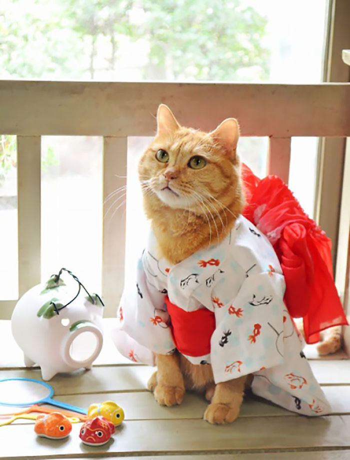 cats-in-kimonos-are-a-thing-in-japan1