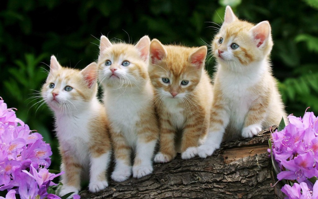 cropped-Cats-Just-Cats5